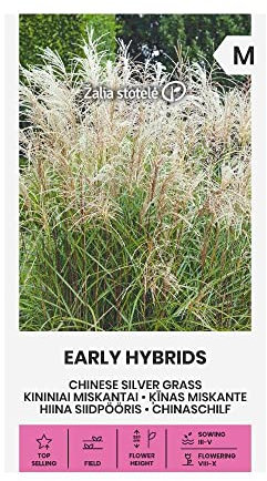 Zalia stotele | CHINASCHILF - EARLY HYBRIDS samen | Blumensamen | Pflanze samen | Gardensamen | 1 Pack