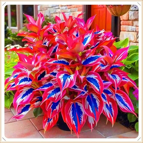 Rapid Growth Easy Planting Hostas Plants UK Garden Flowers Wedding Flowers-4Bulbs-c