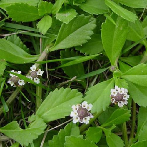 Phyla nodiflora - verbena tappeto balcone resistenti semi di ornamentale 400pcs
