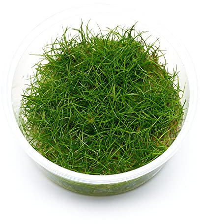Eleocharis sp. Mini - Mini-Nadelsimse in vitro XL - 8,5cm Bechergröße - in vitro Wasserpflanzen für Aquarien
