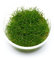 Eleocharis sp. Mini - Mini-Nadelsimse in vitro XL - 8,5cm Bechergröße - in vitro Wasserpflanzen für Aquarien