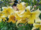 Lilienzwiebeln Baumlilie Riesenlilien Lilium Zwiebeln Onion Knollen Winterhart Frische mehrjährig duftenden Prachtblüten (Honeymoon)