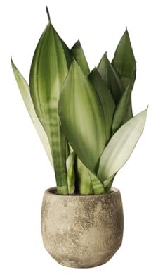 Sansevieria Moonshine - Planta Natural - Lengua de Suegra - Planta de Interior - Fácil de Cuidar - Poco Riego - April Plants - Altura: 30-40 cm