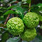 70 semi freschi di lime kaffir