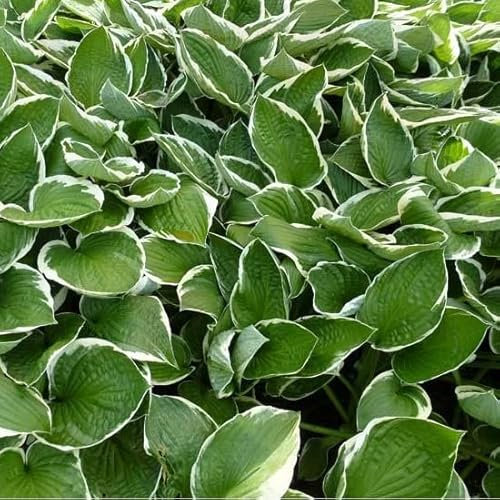 6x Funkie 'Francee' - Hosta fortunei ‘Francee’ - Topf 9x9cm