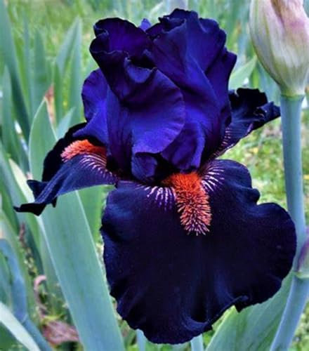 Iris Bulbos, Flor De Iris,En Forma De Mariposa,JardíN, Iris Barbudo, Bulbus,Resistente,Perenne, Hermosa,DecoracióN De Interiores-4bulbos-C