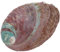 DEARMAMY Support De Brûlage Coquille Ormeau Accessoire Décoratif Naturel pour Maison Aquarium Et Éducation