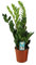 Zamioculcas Zamiifolia - 55-65cm - Ø17cm - Planta de interior - Hojas perennes