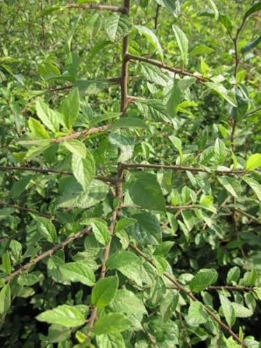 Prunus spinosa - Schlehdorn - Schlehe - Heckendorn Größe 120-150cm