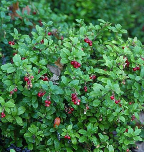 Preiselbeere Fire Balls 20-25cm - Vaccinium vitis idaea - lebende Gartenpflanze aus den Baumschulen