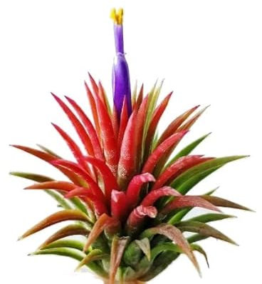Planta Natural del Aire Color Rojo | DECOALIVE | Tillandsia Ionantha Roja Planta Viva
