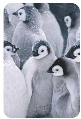 Pinguin im Schnee, Rechteckiger magnetischer Kühlschrankaufkleber aus Acryl, Kühlschrankmagnete, Möbeldekoration, 1 Stück