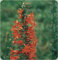 „Stehende Zypresse, rote Gilia, Texas-Pflaume“, 500 Samen, 1,8 m hoch, Blumen, Texas Stella