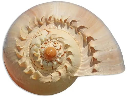 BPABDEITR Grande Coquille Naturelle Coquilles d'escargots dorées Naturelles 10-23 cm(18~19cm)