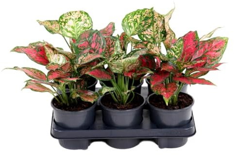 Aglaonema Red Valentine Kolbenfaden rosa grün panaschiertes Laub Zimmerpflanze 40 cm Höhe
