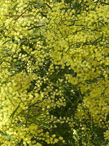 Akazien-Pflanze, Akazienbaum mit Mimosenstein.