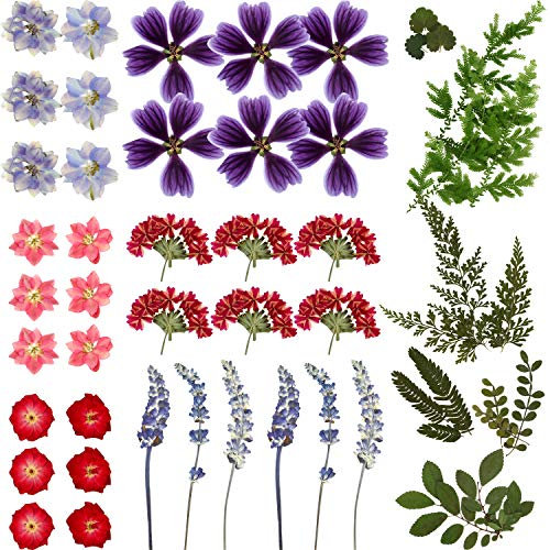 BBTO 85 Stücke Echte Getrocknete Gepresste Blumen: Lila, Rosa, Rot, Grün - Getrocknete Blumen - Mixed Flowers - Drinnen