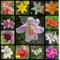Lilium martagon zwiebeln,Winterharte mehrjährig,Dekorative Blumen,lilien Deko,lilie Riesen,Lilien Im topf,Lilie,duft lilien,lilien knollen,lilien zwiebeln winterhart.-10 zwiebeln-D