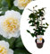 Plant in a Box - Camellia japonica 'Brushfield's Yellow' - Japanische Rose - Kamelie pflanze Winterhart - Topf 15cm - Höhe 50-60cm