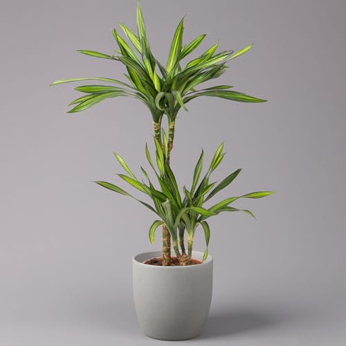 Duftender Drachenbaum 'Riki', Topf-Ø 19 cm, Höhe ca. 90 cm
