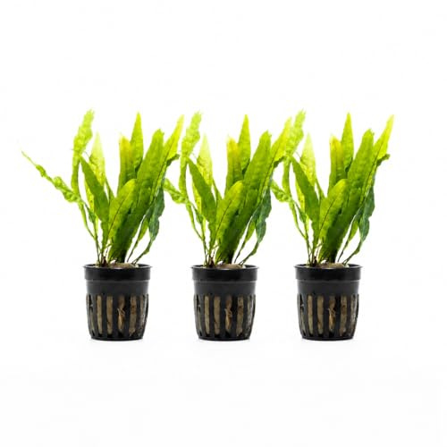 AquaBreedingSkill Set de 3 Microsorium pteropus plantes d’aquarium vivante pour eau douce, plante verte décorative pour aquarium, idéale pour poissons et crevettes – avec passeport phyto