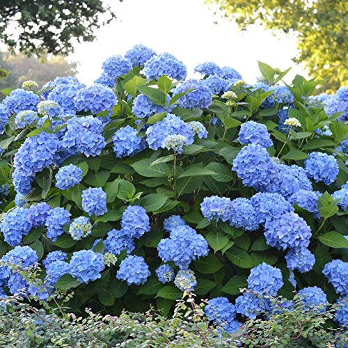 20 Stück Hortensie Paniculata 'Vanilla Fraise', ortensia sementi, semi di fiori bonsai, 11 Farben und Auswahl, Pflanzensamen für den Hausgarten