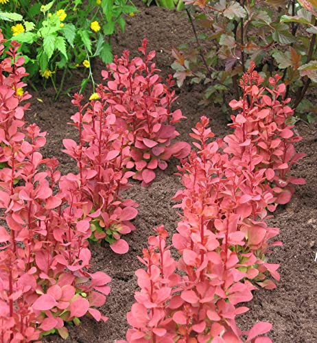 Säulen Beberitze Orange Sunrise 15-20cm - Berberis thunbergii