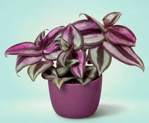 NatureHolic Tradescantia zebrina Pink Joy - Hängepflanze mit intensiver Pinkfärbung - Pflegeleichte Zimmerpflanze für Ampel, Regal & Terrarium - 12 cm, im 6 cm Topf