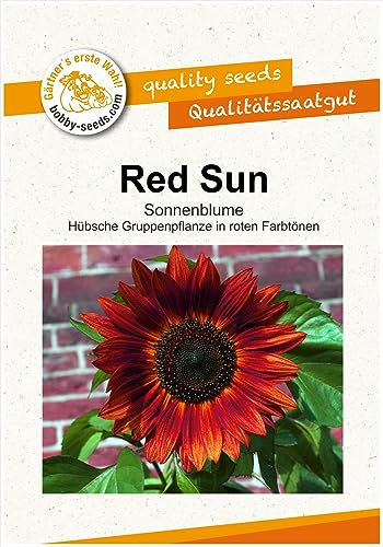 Red Sun Sonnenblume von Bobby-Seeds Portion