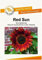 Red Sun Sonnenblume von Bobby-Seeds Portion