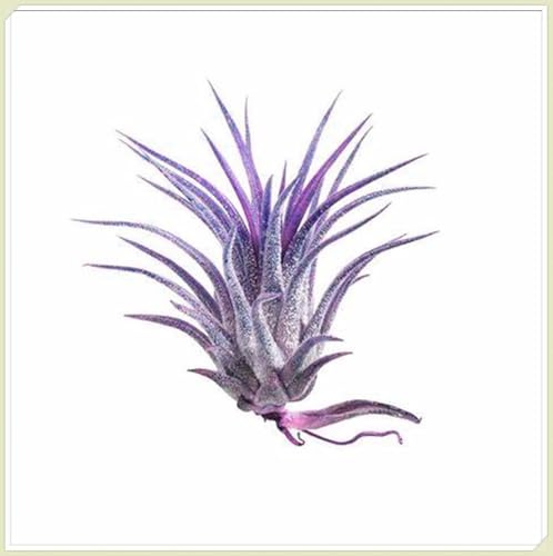 Mysteriöse magische Glühbirne,Garden,Mehrjährige Blumenzwiebel ist winterhart, Winterhart zwiebeln,2 years Winterhart pflanzen-3 Tillandsia Zimmerpflanze-B