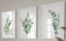 Eviepops Prints Eukalyptuspflanze Wandkunst, Set aus 3 Ungerahmten Drucken, Botanisches Dekor, Kühl, für Wohnzimmer und Schlafzimmer
