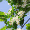 150 pcs hängende begonie samen, begonien samen, winterharte pflanzen, bodendecker winterhart begonie pflanze - Malus spectabilis - pflanzen samen indoor, pflanzen winterhart blumensamen,