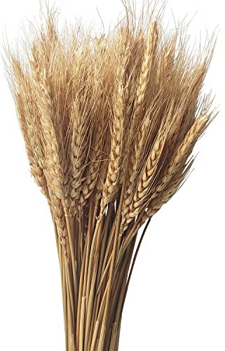 CoolCrafts 100 Stängel Getrocknete Weizenblumen Bündel Natürliche Getrocknete Weizengarben Weizenstiele für Herbstdekoration, Hochzeitsdekoration
