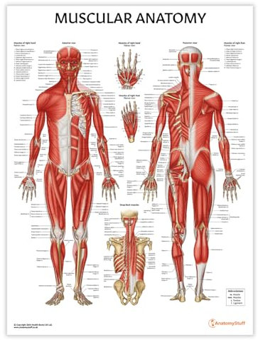 AnatomyStuff Muskuläre Anatomie Poster/Diagramm 45x60cm 18x24 Zoll Muskeldiagramm Anatomisches Muskelsystem Muskulatur System Poster Menschliche Anatomie