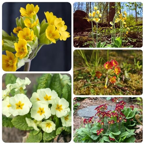 100 pcs Echte Schlüsselblume Samen - balkonpflanzen, alte sorten saatgut Primula veris, Schlüsselblume, deko wohnzimmer blumen deko garten geschenk exotische pflanzen samen garten