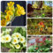 100 pcs Echte Schlüsselblume Samen - balkonpflanzen, alte sorten saatgut Primula veris, Schlüsselblume, deko wohnzimmer blumen deko garten geschenk exotische pflanzen samen garten