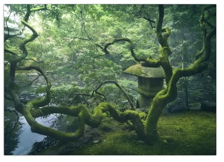 Displate - Poster aus Metall - Magnet-Montage - World Class Photos - Landscapes - Japanese Tree 45 cm x 32 cm