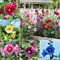 1000Pcs graines de roses trémières, fleurs bisannuelles, pour jardin, attire les pollinisateurs (Couleurs mélangées)