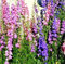 Rocket Larkspur gemischt Samen - Rittersporn Feldrittersporn hyacinthiflorum fl. pl.