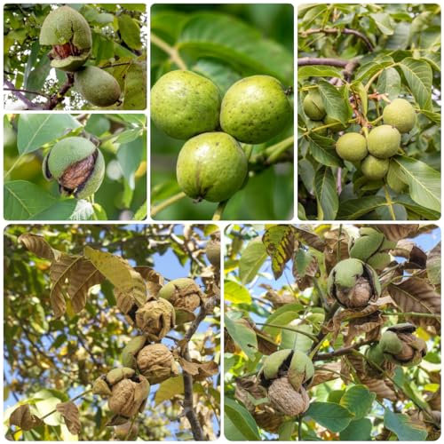 12 pcs walnussbaum kaufen samen, Juglans regia pflanze, geschenke für gartenfreunde, pflanzen garten walnüsse samen bio bonsai baum, gewächshaus gartenpflanzen winterhart mehrjährig,