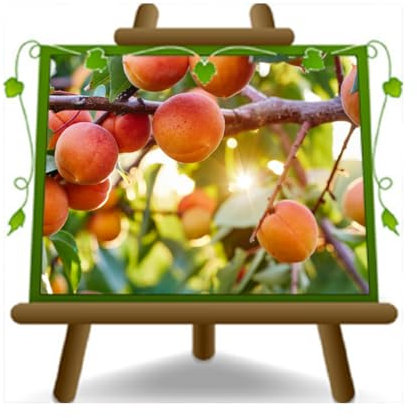 abricotiers Pisana en retard plante de fruits arbre sur pot de 26 - max 200 cm - 4 ans