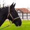 Halfter für Pferd Warmblut, Vollblut, Kaltblut – Stallhalfter, Weidehalfter, 2 Fach verstellbar an Kinnriemen und Genickstück, sicher & reißfest (Bunt, Pony)
