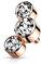 Paula & Fritz® Aufsatz-Dermal Anchor 3 Kristalle Halbmond Rose/klar 316L Chirurgenstahl 1,2-mm Gewinde Haut-Anker Skin Diver Kugel Bodypiercing