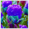 Tulpen – mehrjährige, seltene und schöne, winterharte Knollenblumen mit leuchtenden Farben, perfekt als Gartendekoration.-3 zwiebeln-G