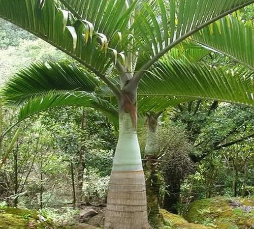New 30pcs Green Palm Tree Seeds