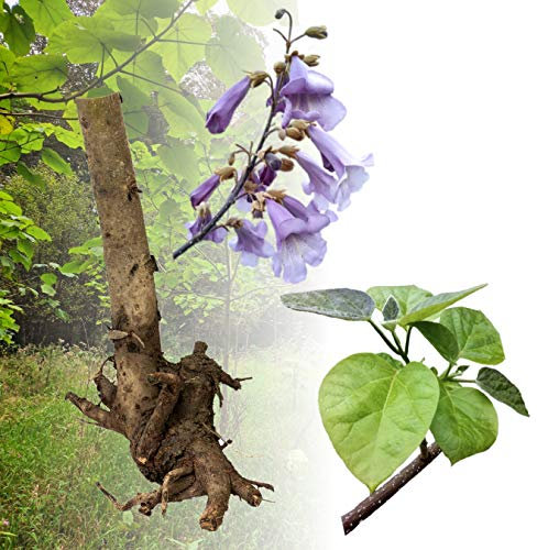 Blauglockenbaum Paulownia SHANDONG schnellwachsend - auch bekannt als Kiri-Baum, Kaiserbaum mit blauvioletten & glockenförmigen Blüten als Wertholz & Schattenbaum (5 Stk., Wurzelstock zweijährig)