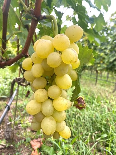 Tafeltraubenrebe 'Suzi' – Große, gelbe, kernarme Früchte mit süßem Aroma | Robust, frosthart & pilzresistent | Für Garten & Terrasse | Ideal zum Naschen & für Saft | 3-jährige getopfte Rebe