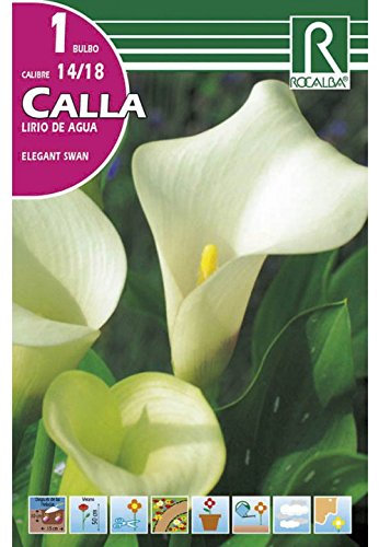 BULBO CALLA LIRIO DE AGUA ELEGANT SWAN - CALA FLOR JARRO - 1 UD.…