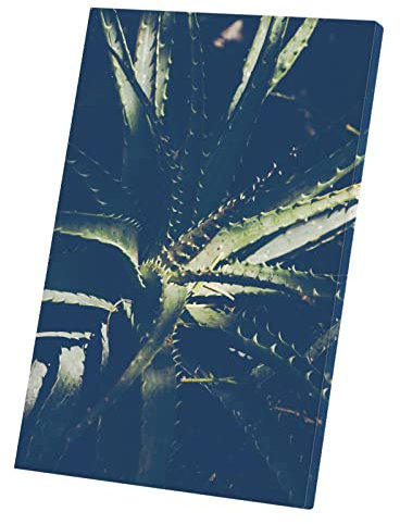 Quadro decorativo tela stampata, aloe vera, pianta aloe chiaro Oscur (60 cm x 90 cm)